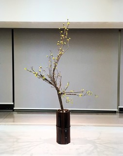 一希さん 山茱萸