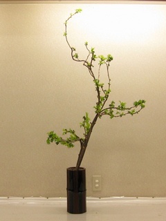 20120412佐々木 雷電.jpg