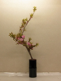 20120421 渋谷 八重桜.jpg